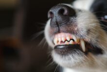 נשיכת כלב: מתי בעל הכלב חייב לפצות את הנפגע?